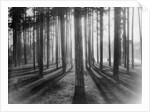 Lights and Shadows Showing Through the Trees by Anonymous