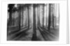 Lights and Shadows Showing Through the Trees by Anonymous