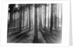Lights and Shadows Showing Through the Trees by Anonymous