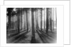 Lights and Shadows Showing Through the Trees by Anonymous