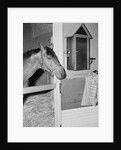 Racehorse Seabiscuit by Anonymous