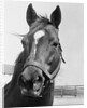 Man O' War Relaxing on His Farm by Anonymous