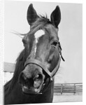 Man O' War Relaxing on His Farm by Anonymous