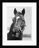 Man O' War Relaxing on His Farm by Anonymous