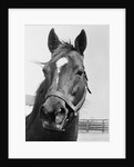 Man O' War Relaxing on His Farm by Anonymous