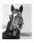 Man O' War Relaxing on His Farm by Anonymous