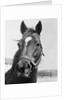 Man O' War Relaxing on His Farm by Anonymous