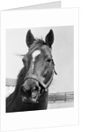 Man O' War Relaxing on His Farm by Anonymous