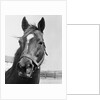 Man O' War Relaxing on His Farm by Anonymous