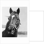 Man O' War Relaxing on His Farm by Anonymous
