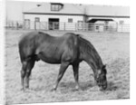 Man O' War Out to Pasture by Anonymous