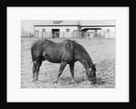 Man O' War Out to Pasture by Anonymous