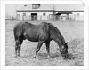 Man O' War Out to Pasture by Anonymous