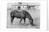 Man O' War Out to Pasture by Anonymous