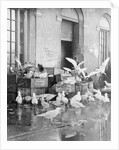 Shot of Scavenger Birds by Anonymous