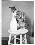 Cat Standing on Stool with Milk Bottle by Anonymous