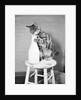 Cat Standing on Stool with Milk Bottle by Anonymous