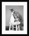 Cat Standing on Stool with Milk Bottle by Anonymous