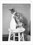 Cat Standing on Stool with Milk Bottle by Anonymous