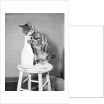 Cat Standing on Stool with Milk Bottle by Anonymous