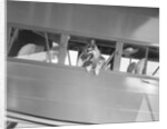 Rin Tin Tin Posing in Airplane by Anonymous