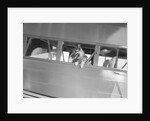 Rin Tin Tin Posing in Airplane by Anonymous