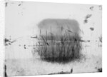 Birds Sitting on Reeds Along Shore by Anonymous