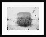 Birds Sitting on Reeds Along Shore by Anonymous