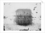 Birds Sitting on Reeds Along Shore by Anonymous