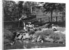 Pelicans Being Feed at Philadelphia Zoo by Anonymous