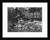Pelicans Being Feed at Philadelphia Zoo by Anonymous