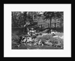 Pelicans Being Feed at Philadelphia Zoo by Anonymous