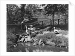 Pelicans Being Feed at Philadelphia Zoo by Anonymous