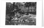 Pelicans Being Feed at Philadelphia Zoo by Anonymous