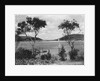 Southwest Harbor Looking Toward Somes Sound in Maine by Anonymous
