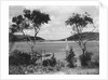Southwest Harbor Looking Toward Somes Sound in Maine by Anonymous