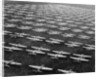 Hundreds of B-29 Flying Fortresses Await Scrap Heap by Anonymous