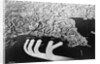 Map Showing Assault on Normandy by Anonymous