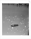 Blimp Shadow Over Regatta by Anonymous