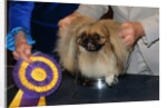 Dog Sitting on Trophy by Anonymous