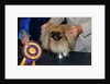 Dog Sitting on Trophy by Anonymous