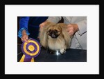 Dog Sitting on Trophy by Anonymous