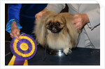 Dog Sitting on Trophy by Anonymous