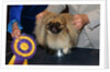 Dog Sitting on Trophy by Anonymous