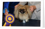 Dog Sitting on Trophy by Anonymous