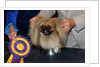 Dog Sitting on Trophy by Anonymous