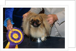 Dog Sitting on Trophy by Anonymous