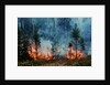 Forest Fire Blazing by Anonymous