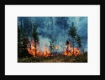 Forest Fire Blazing by Anonymous
