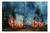 Forest Fire Blazing by Anonymous
